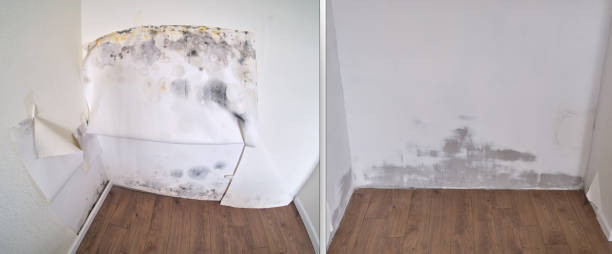 Mold Testing and Removal in Regency At Monroe, NJ